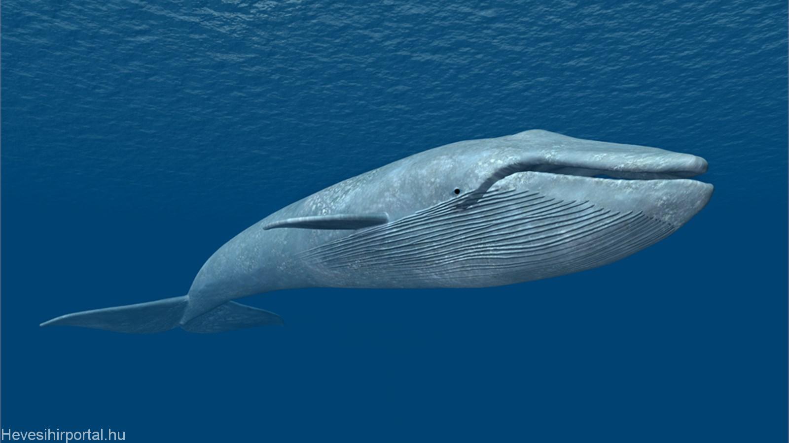  kék bálna